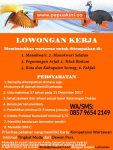 LOWONGAN
