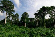 Pemerintah Pusat Diharap Kembalikan Kewenangan Urusan Hutan ke Kabupaten