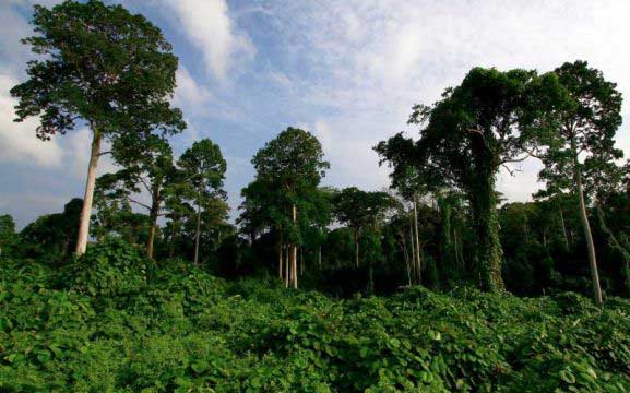 hutan-ribut