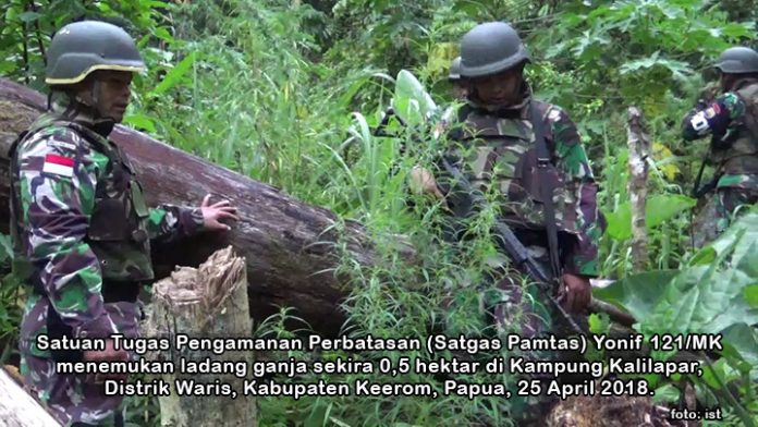 TNI Temukan 0,5 Hektar Ladang Ganja Siap Panen di Papua