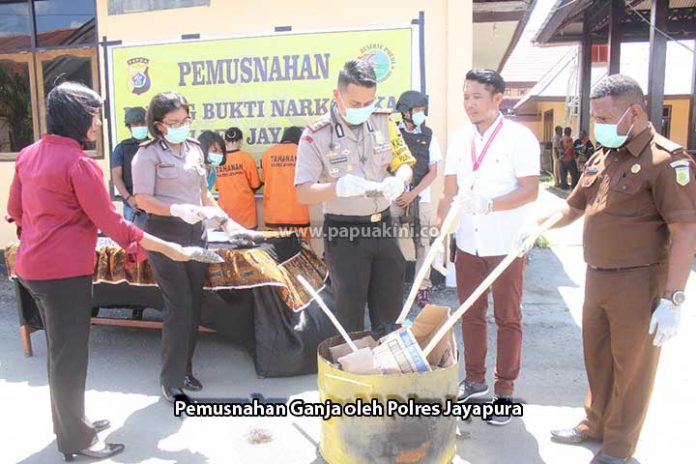 Pemusnahan ganja di Polres Jayapura