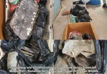 Mabes Polri Ciduk Pedagang Cangkang Lola dan Sisik Penyu di Sorong Mabes Polri Ciduk Pedagang Cangkang Lola dan Sisik Penyu di Sorong