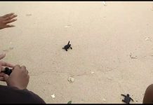 80 Tukik Penyu Lekang Dilepas di Pasir Putih