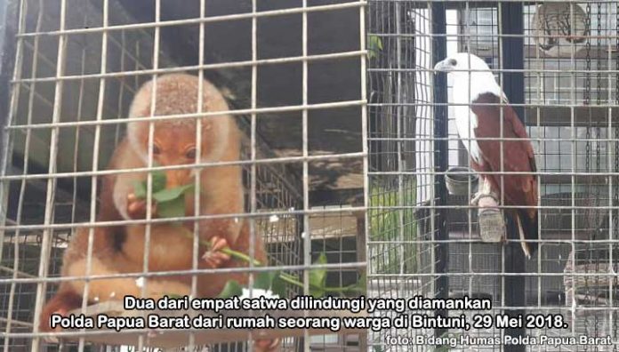 Polda PB Amankan Satwa Dilindungi di Bintuni