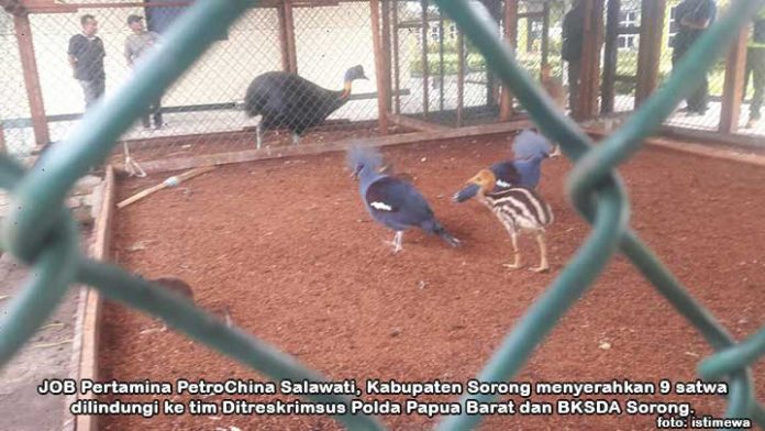Polda-BKSDA Amankan 9 Satwa Peliharaan Petrochina Salawati