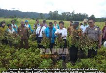 Gubernur Bangga Petani OAP Gubernur Papua Barat Bangga Petani OAP