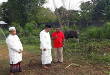 Pemkab Manokwari Serahkan Hewan Kurban Untuk 75 Masjid Pemkab Manokwari Serahkan Hewan Kurban Untuk 75 Masjid