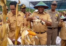 Bupati Panen Perdana Jagung Koperasi Ebersut Ransiki