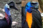 Casuarius-benetti-(kiri)-dan-Casuarius-unappenddiculatus