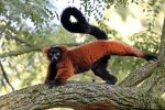 red-ruffed-lemur