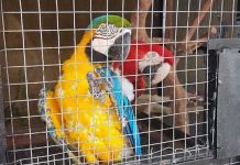 Mess Double O Sorong Pelihara 30 Ekor Satwa Dilindungi Tanpa Ijin Mess Double O Sorong Pelihara 30 Ekor Satwa Dilindungi Tanpa Ijin