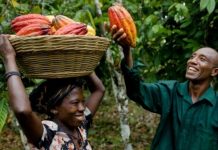 Ghana-Pantai Gading Bikin Kartel, Petani Biji Coklat Papua Barat Bakal Mandi Uang Ghana-Pantai Gading Bikin Kartel, Petani Biji Coklat Papua Barat Bakal Mandi Uang