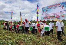 Gubernur Panen Ubi Jalar di Salawati Gubernur Panen Ubi Jalar di Salawati