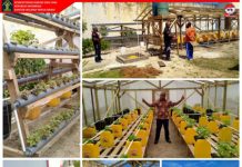 Lapas Kaimana Berhasil Budidaya Sayur Hidroponik Lapas Kaimana Berhasil Budidaya Sayur Hidroponik