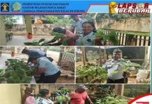 Lapas Sorong Panen Sawi Putih Lapas Sorong Panen Sawi Putih