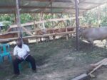 panen-pedet-sapi-sorong-2-(2)