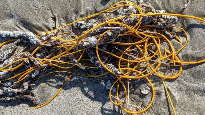 Ini Bukan Kabel atau Tali Kusut Tapi Satwa Laut