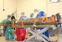 Telan Sepatu, Buaya Ini Dioperasi Telan Sepatu, Buaya Ini Dibedah