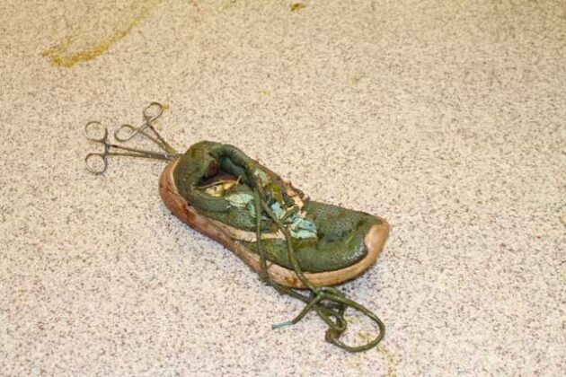 Telan Sepatu, Buaya Ini Dibedah