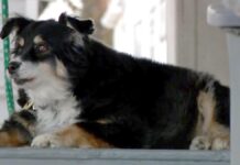 Anjing Ini Dapat Warisan 70,3 M Anjing Ini Dapat Warisan 70,3 M