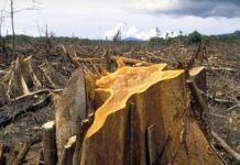 Koalisi Golongan Hutan Imbau Anak Muda Awasi Tata Kelola Hutan dan Lahan Gambut Koalisi Golongan Hutan Imbau Anak Muda Awasi Tata Kelola Hutan dan Lahan Gambut