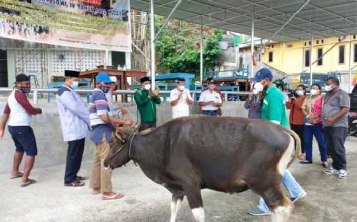 Bupati Manokwari Salurkan 87 Sapi Kurban Idul Adha