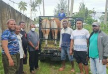 Pemkab Kaimana Serahkan 21 Hewan Kurban Idul Adha Pemkab Kaimana Serahkan 21 Hewan Kurban Idul Adha