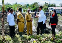 Presiden Beli Jagung Pinggir Jalan di Papua Barat Presiden Beli Jagung Pinggir Jalan di Papua Barat