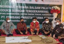 10 Ribu Pot Balsam Pala Fakfak Dikirim ke Bandung 10 Ribu Pot Balsam Pala Fakfak Dikirim ke Bandung