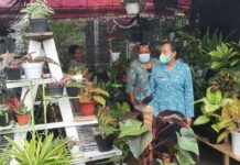 Mari Belajar Merawat Tanaman Hias Mari Belajar Merawat Tanaman Hias