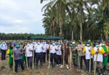 Gubernur Papua Barat dan Bupati Manokwari Tanam Jagung di Masni Gubernur Papua Barat dan Bupati Manokwari Tanam Jagung di Masni