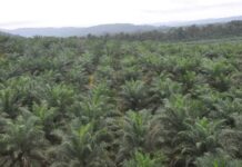 Kabupaten Sorong Kembali Menang Lawan Perusahaan Kelapa Sawit Kabupaten Sorong Kembali Menang Lawan Perusahaan Kelapa Sawit