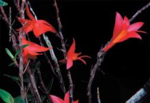 Nama Istri Wapres Jadi Nama Anggrek Subspesies Baru di Raja Ampat Nama Istri Wapres Jadi Nama Anggrek Subspesies Baru di Raja Ampat