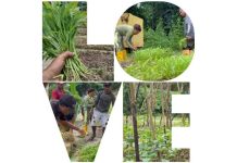 UPTD Persampahan Kaimana Produksi Pupuk Kompos dan Tanam Sayur di TPA UPTD Persampahan Kaimana Produksi Pupuk Kompos dan Tanam Sayur di TPA