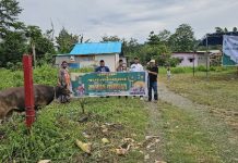 Pemprov Papua Barat Serahkan Hewan Kurban di Masjid An Nur Ransiki Pemprov Papua Barat Serahkan Hewan Kurban di Masjid An Nur Ransiki
