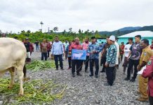 Lebih Merakyat, Gubernur Papua Barat Salurkan Sapi Kurban Presiden dan Pemprov di Masjid Kecil Lebih Merakyat, Gubernur Papua Barat Salurkan Sapi Kurban Presiden dan Pemprov di Masjid Kecil
