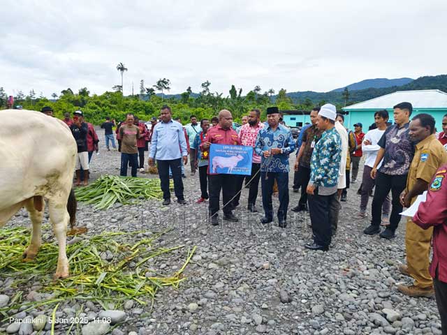 Lebih Merakyat, Gubernur Papua Barat Salurkan Sapi Kurban Presiden dan Pemprov di Masjid Kecil