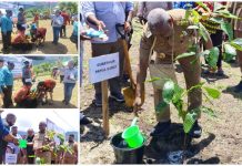 HKG PKK 53 di Wondama, Gubernur Papua Barat Tanam Matoa, Ketua PKK Tanam Rambutan HKG PKK 53 di Wondama, Gubernur Papua Barat Tanam Matoa, Ketua PKK Tanam Rambutan