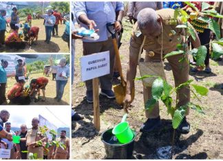 HKG PKK 53 di Wondama, Gubernur Papua Barat Tanam Matoa, Ketua PKK Tanam Rambutan HKG PKK 53 di Wondama, Gubernur Papua Barat Tanam Matoa, Ketua PKK Tanam Rambutan