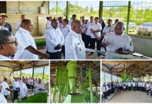 Pabrik Pakan Ternak Papua Barat Operasional 2027 Pabrik Pakan Ternak Papua Barat Operasional 2027