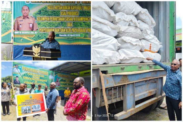 pengiriman perdana kulit kayu masohi kering papua barat Papua Barat Kirim Perdana Kulit Masohi Kering ke Surabaya