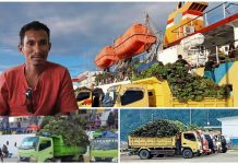 Kisah Anton Namsau: Garap Bisnis Pisang di Kaimana, Perputaran Uang Capai 1,3 M per Tahun Kisah Anton Namsau: Garap Bisnis Pisang di Kaimana, Perputaran Uang Capai 1,3 M per Tahun