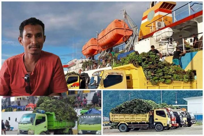 potensi-pisang-Kaimana Kisah Anton Namsau: Garap Bisnis Pisang di Kaimana, Perputaran Uang Capai 1,3 M per Tahun