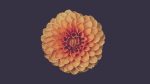 flower.jpg